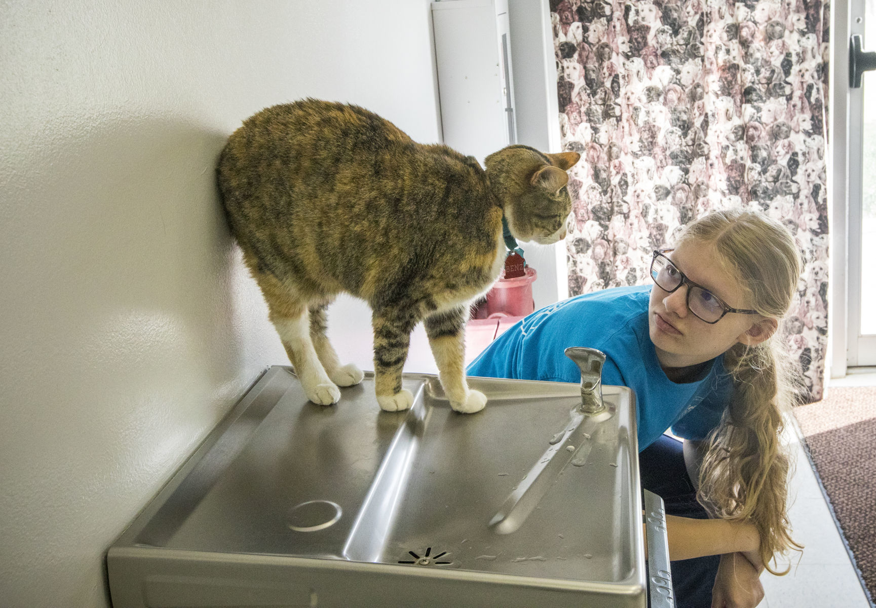 Animal Shelter